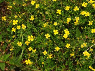 Nátržník vzpriamený (Potentilla erecta)