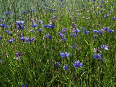 Nevädza poľná (Centaurea cyanus)