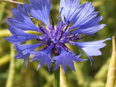 Nevädza poľná (Centaurea cyanus)