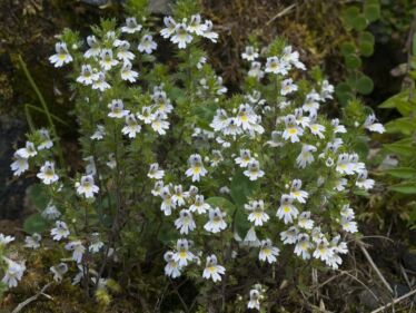 Očianka Rostkovova (Euphrasia rostkoviana)