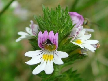 Očianka Rostkovova (Euphrasia rostkoviana)