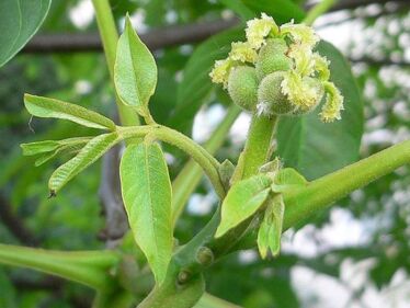 Orech kráľovský (Juglans regia)
