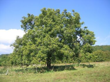 Orech kráľovský (Juglans regia)