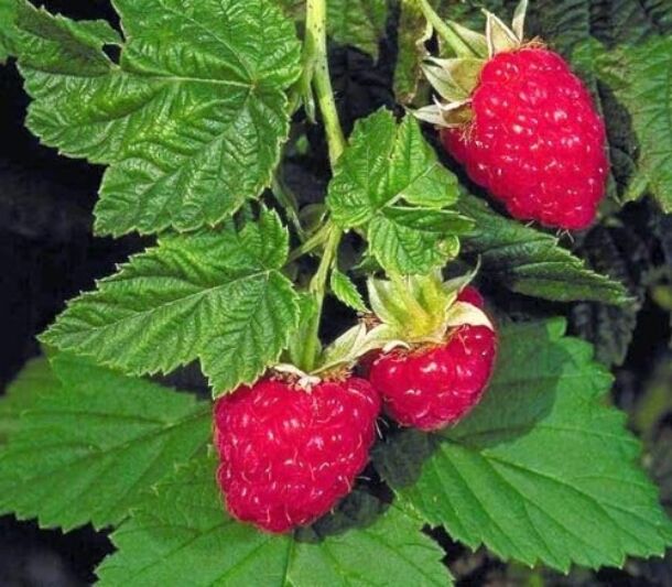 Ostružina malinová (Rubus idaeus)
