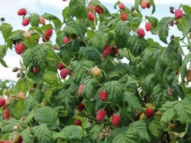 Ostružina malinová (Rubus idaeus)