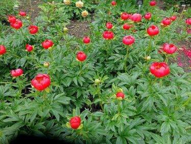 Pivonka lekárska (Paeonia officinalis)