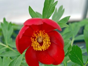Pivonka lekárska (Paeonia officinalis)