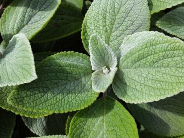 Nádchovník (Plectranthus amboinicus)