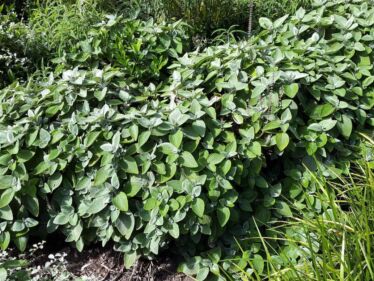 Nádchovník (Plectranthus amboinicus)