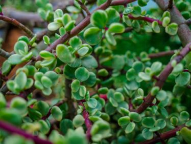 Portulaka zeleninová (Portulaca oleracea)