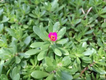 Portulaka zeleninová (Portulaca oleracea)