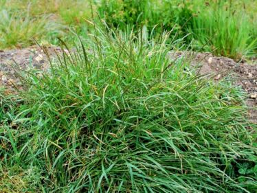 Pýr plazivý (Elymus repens)
