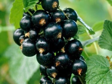 Ríbezľa čierna (Ribes nigrum)