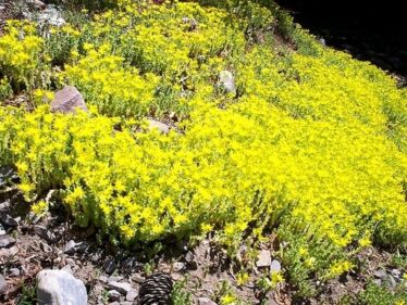 Rozchodník prudký (Sedum telephium)