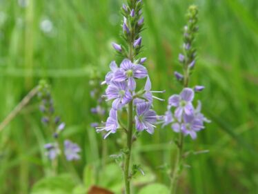 Veronika lekárska (Veronica officinalis)