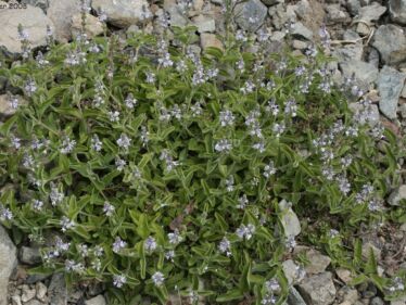 Veronika lekárska (Veronica officinalis)