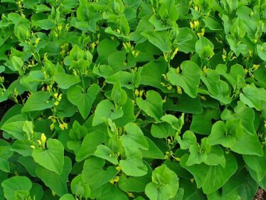 Vlkovec obyčajný (Daphne mezereum)