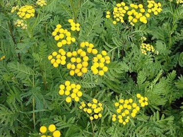 Vratič obyčajný (Tanacetum vulgare)