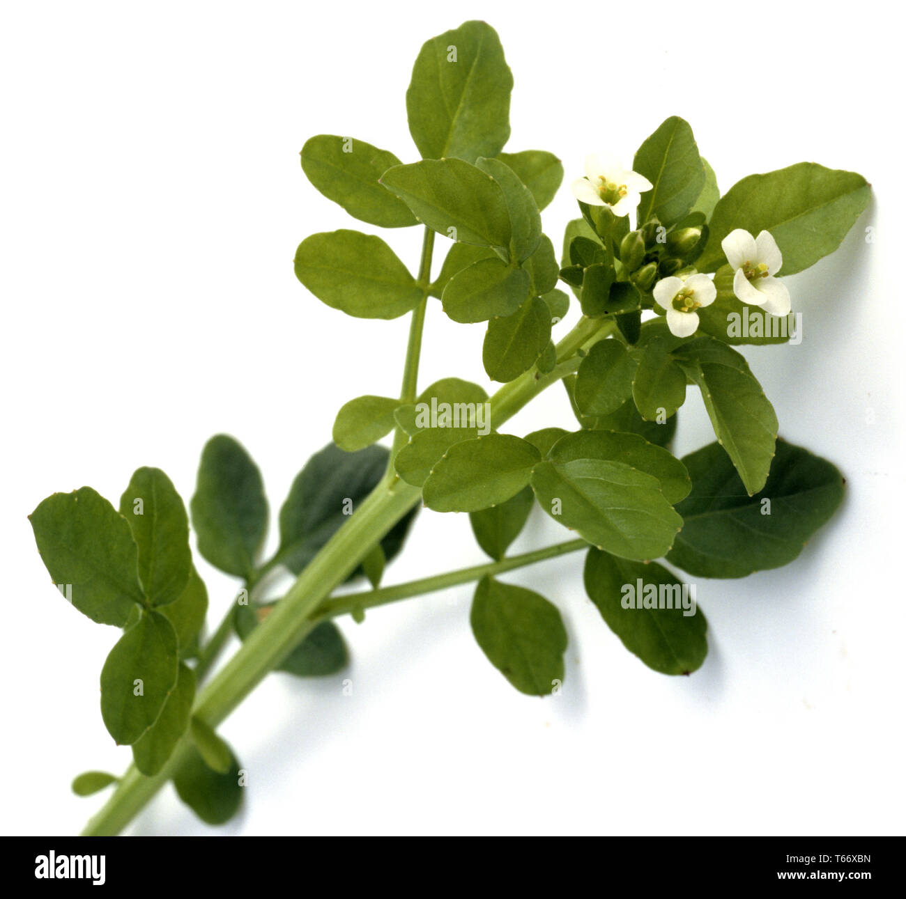 Žerucha lekárska (Nasturtium officinale)