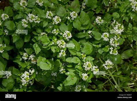 Žerucha lekárska (Nasturtium officinale)