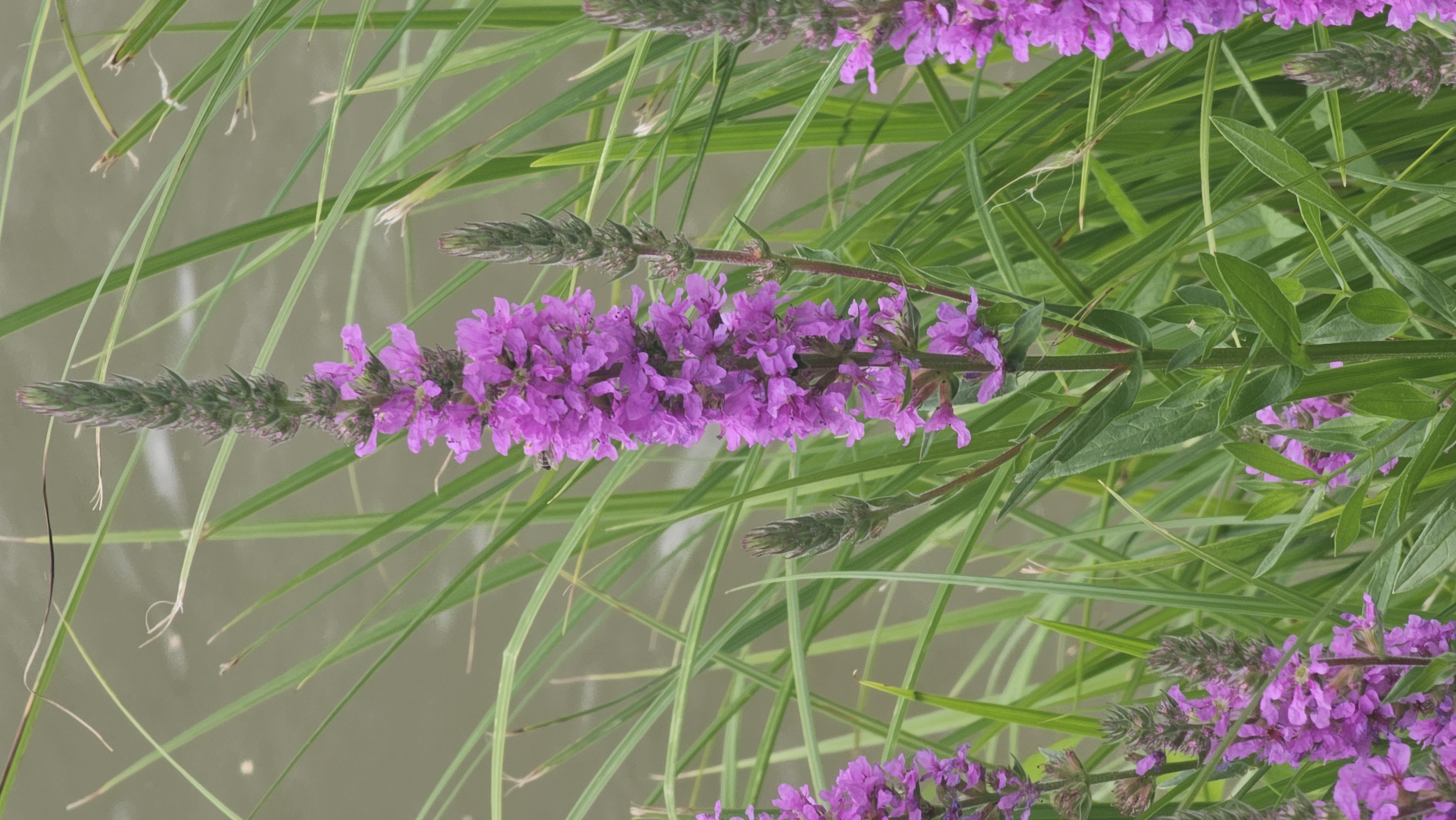 Vrbica vŕbolistá (Lythrum salicaria)