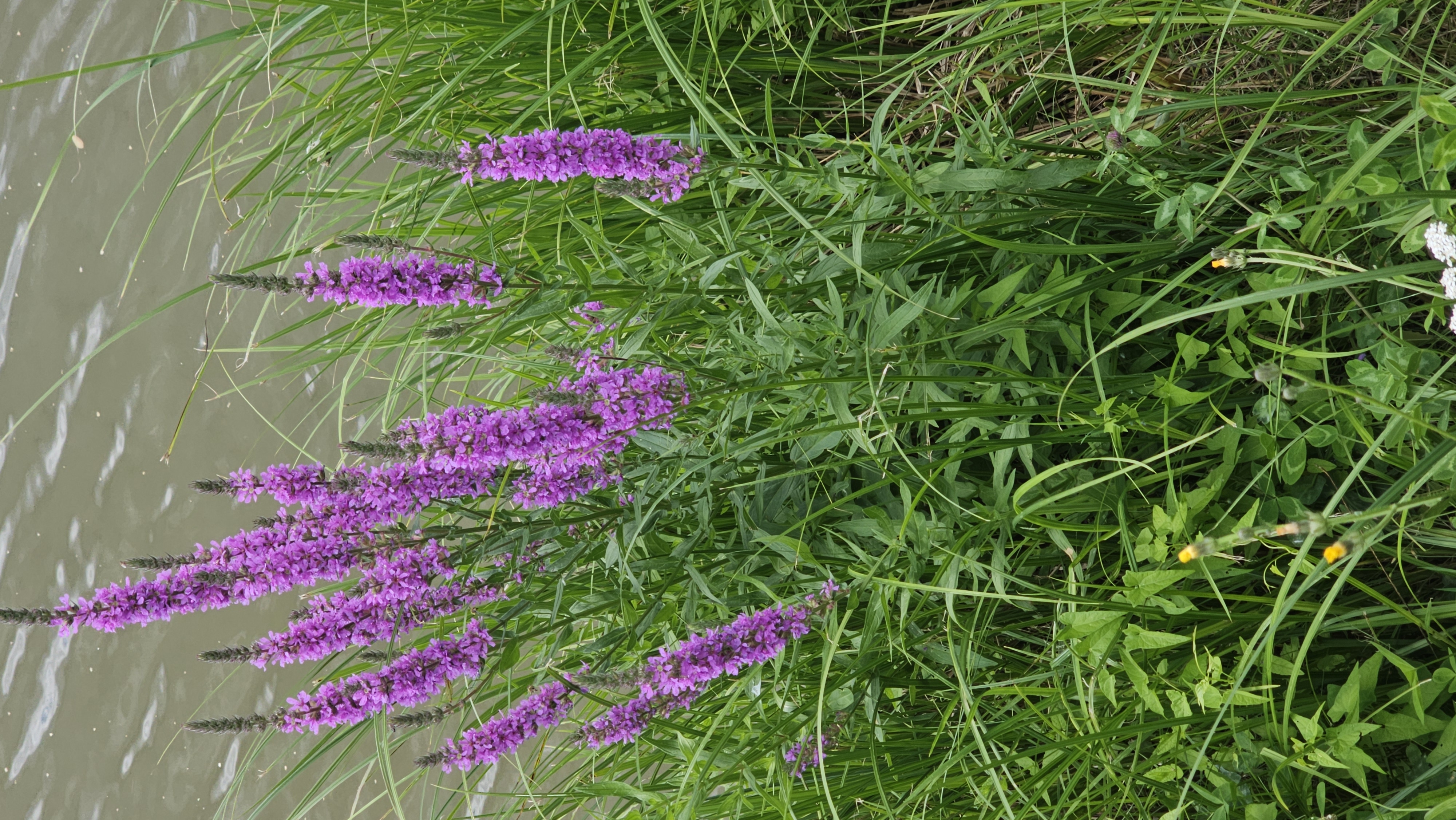 Vrbica vŕbolistá (Lythrum salicaria)