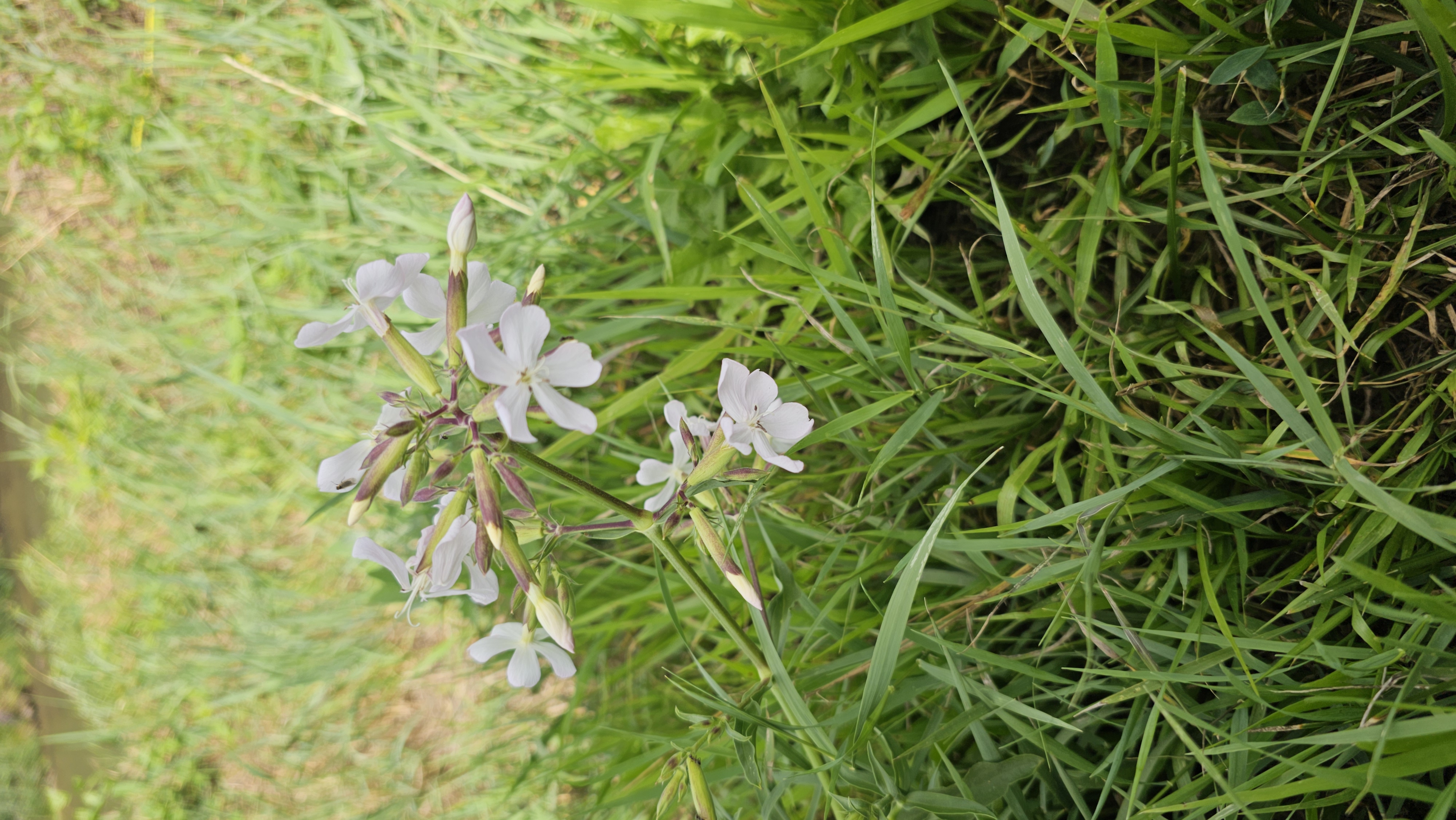 Mydlica lekárska (Saponaria officinalis)