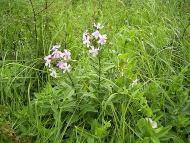 Mydlica lekárska (Saponaria officinalis)