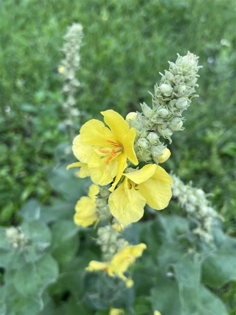 Divozel veľkokvetý (Verbascum thapsus)