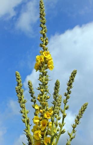 Divozel malokvetý (Verbascum thapsus)