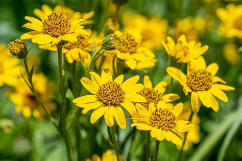 Arnika chlpatá (Arnica chamissonis)