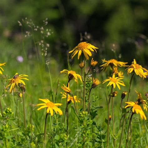 Arnika chlpatá (Arnica chamissonis)