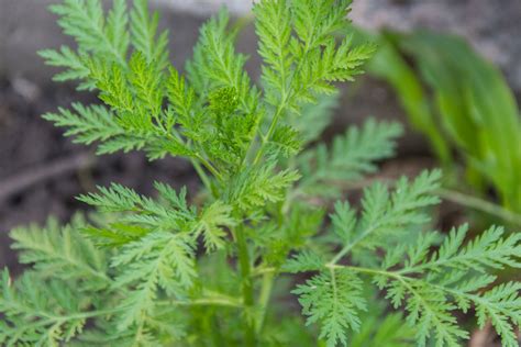 Palina pravá (Artemisia absinthium)