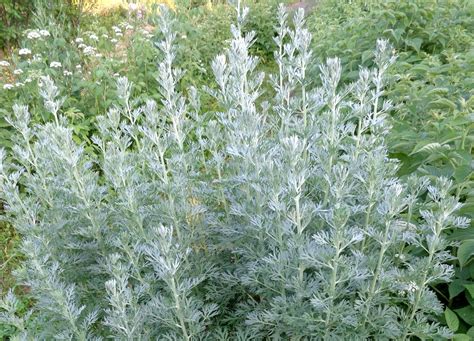Palina pravá (Artemisia absinthium)