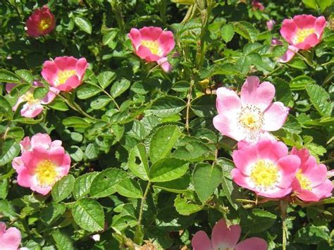 Ruža šípová (Rosa canina)