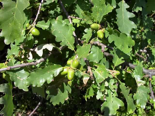 Dub letný/zimný (Quercus robur/petraea)