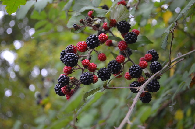 Ostružina krovitá (Rubus fruticosus)