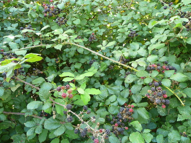 Ostružina krovitá (Rubus fruticosus)