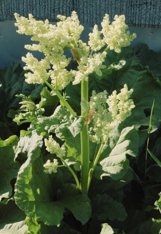 Rebarbora dlanitá (Rheum palmatum)