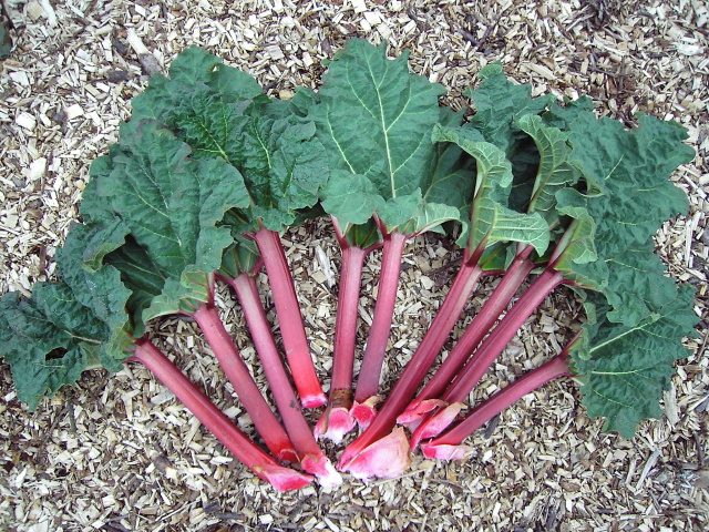 Rebarbora dlanitá (Rheum palmatum)