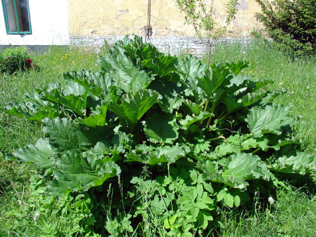 Rebarbora dlanitá (Rheum palmatum)
