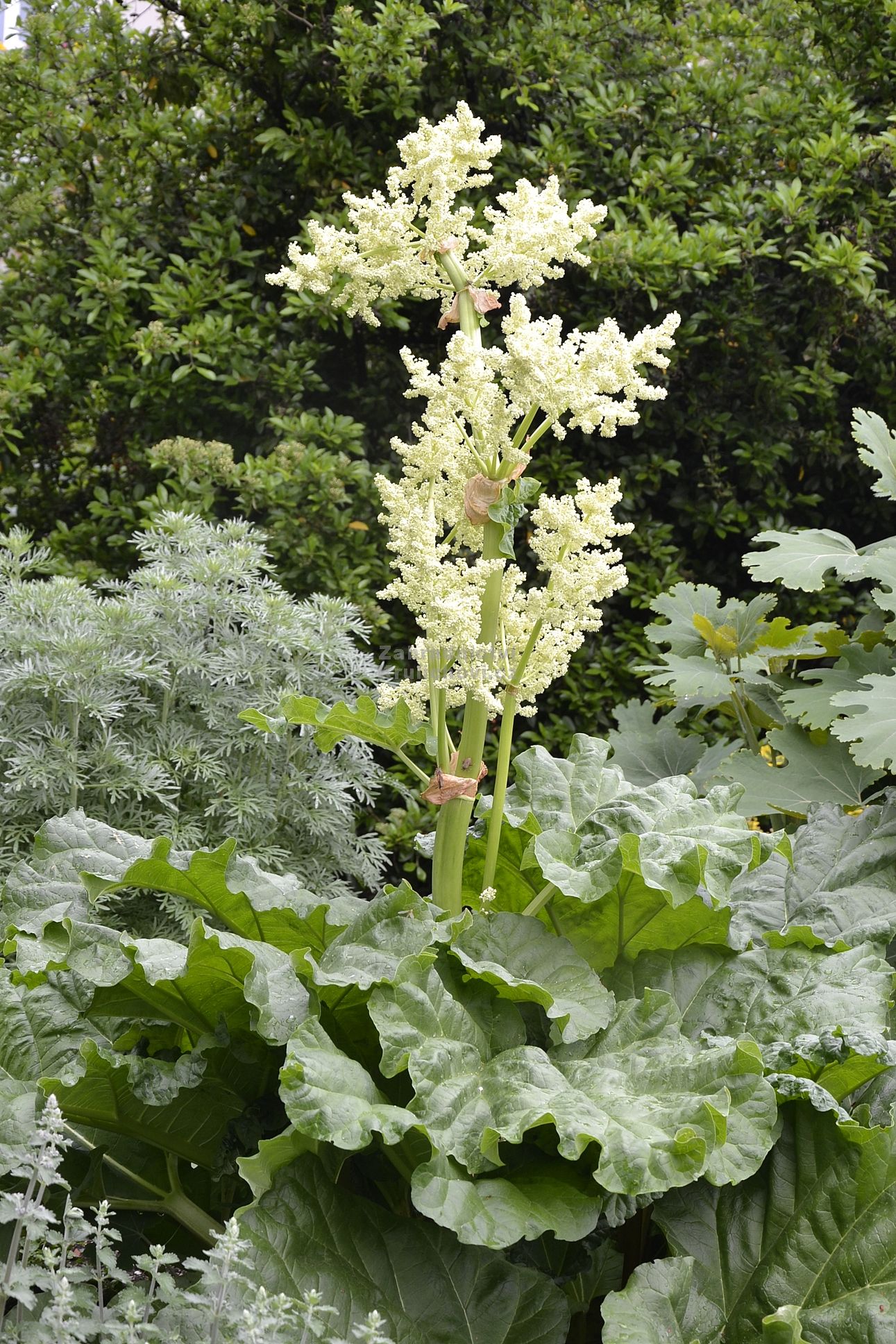 Rebarbora obyčajná (Rheum rhabarbarum)