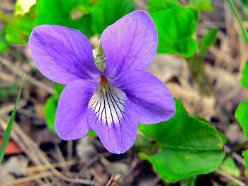 Fialka voňavá (Viola odorata)