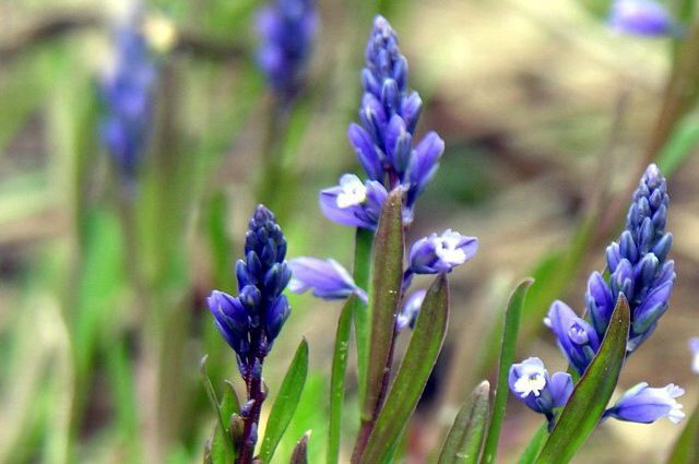 Vítod horkastý (Polygala amara)