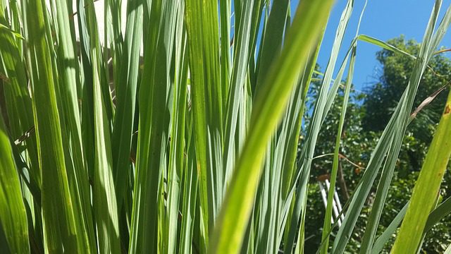 Citrónová tráva (Cymbopogon citratus)