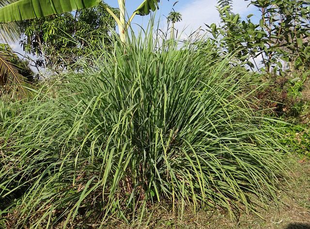 Citrónová tráva (Cymbopogon citratus)