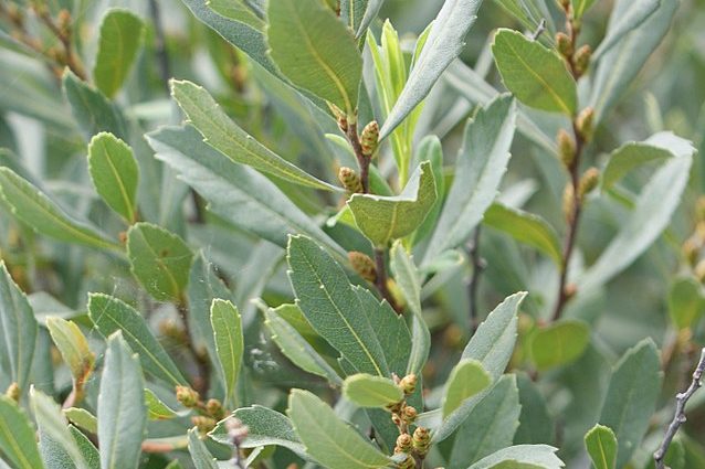 Vresna bažinná (Myrica gale)
