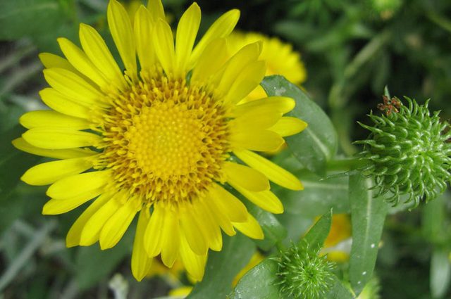 Grindélia lepkavá (Grindelia camporum)