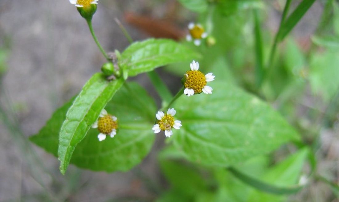 Žltnica maloúborová (Galinsoga parviflora)