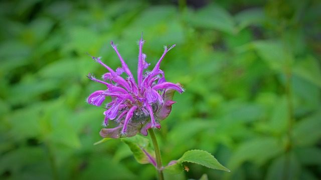 Zavinutka podvojná – (Monarda didyma)